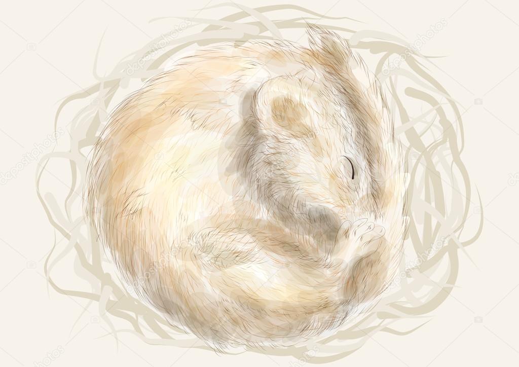 Edible dormouse sleeping