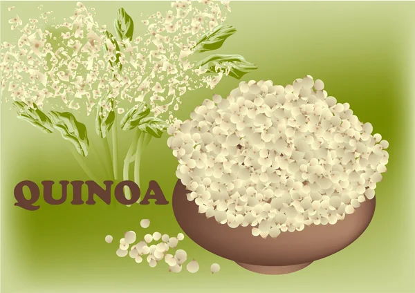 Quinoa. bitki ve tohum — Stok Vektör