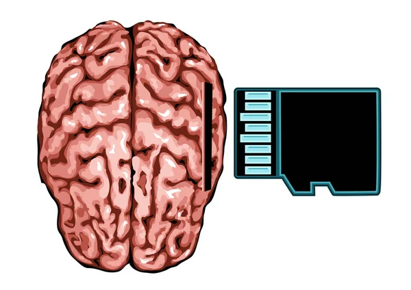 Brain Memory Card Isolated White — Stock Vector