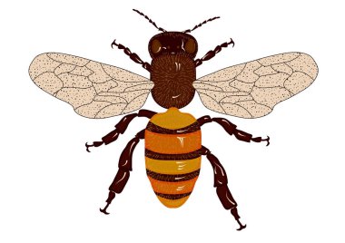 Apis mellifera beyaz arkaplanda izole edilmiş