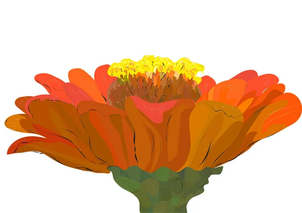 Flor Zinnia Aislada Sobre Fondo Blanco — Vector de stock