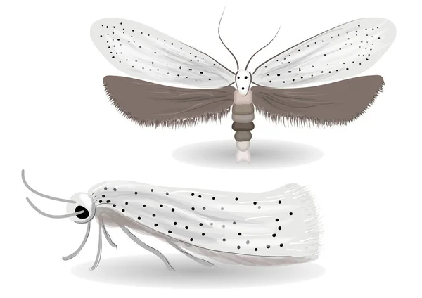 Yponomeuta Evonymella Illustratie Witte Achtergrond — Stockvector
