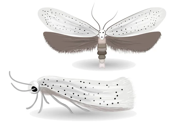 Yponomeuta Evonymella Illustration Vit Bakgrund — Stock vektor