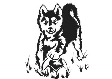  Topla oynayan güzel, iri yapılı köpek yavrusu