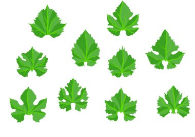 şarap üzümü yaprakları beyaz arkaplanda izole