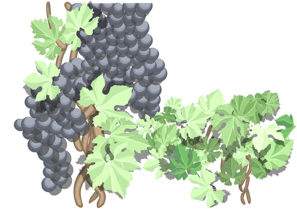 在白葡萄上分离的一串美味的葡萄 — 图库矢量图片