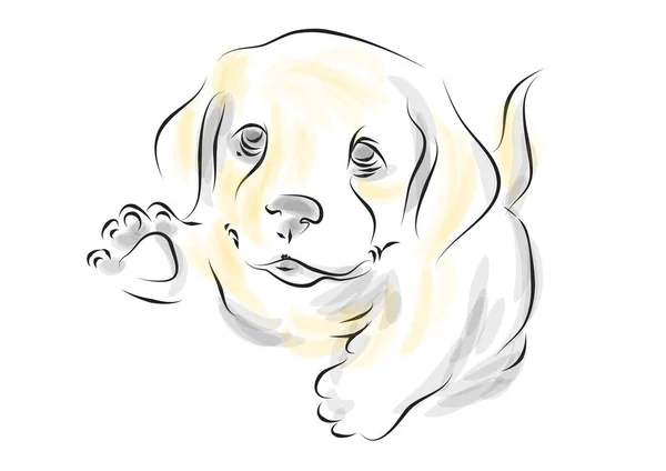 ゴールデンレトリバー子犬ベクトル図上の白い背景 — ストックベクタ