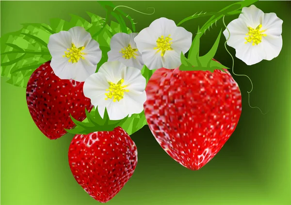 Erdbeer Vektor Illustration Auf Grünem Hintergrund — Stockvektor