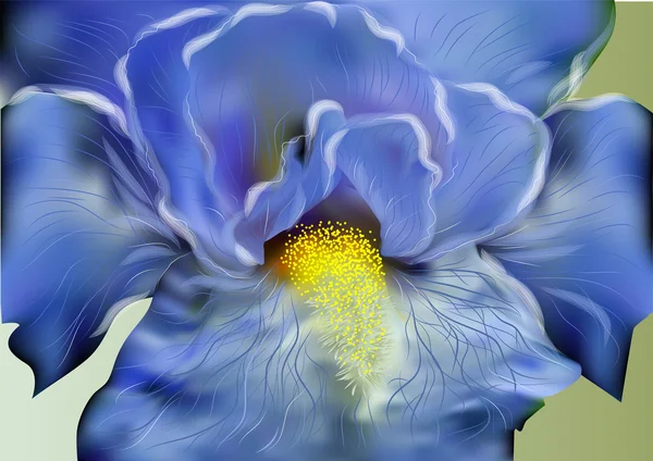 Blaue Iris — Stockvektor