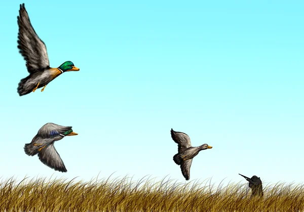 Duck hunting — Stock Image Duck hunting Stock Photo