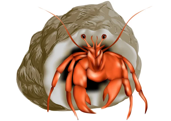 Ermite crabe isolé — Image vectorielle