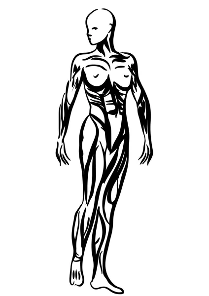 人体解剖学的女人图 — 图库矢量图片