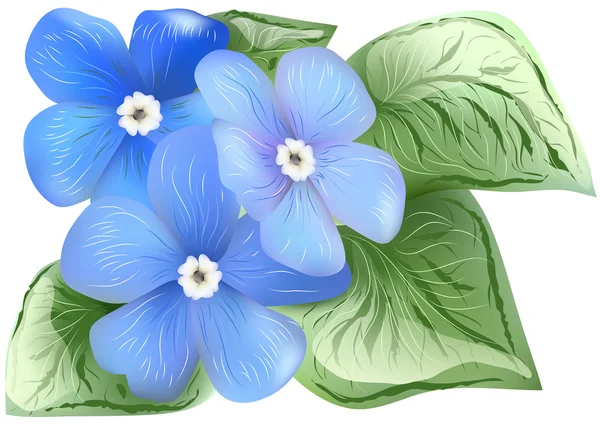 Brunnera Macrophylla — Vector de stock