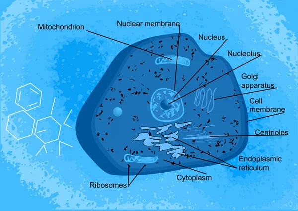 Cellule animali — Vettoriale Stock