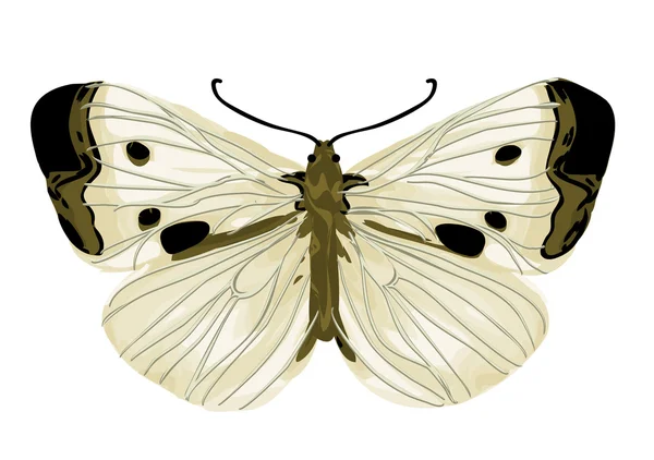 Col mariposa blanca — Archivo Imágenes Vectoriales