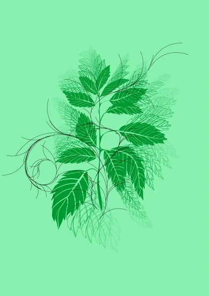 Urtica — Stockvector