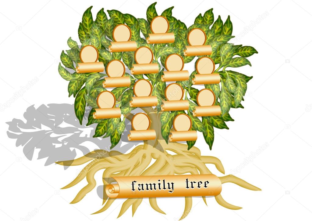 family tree on white