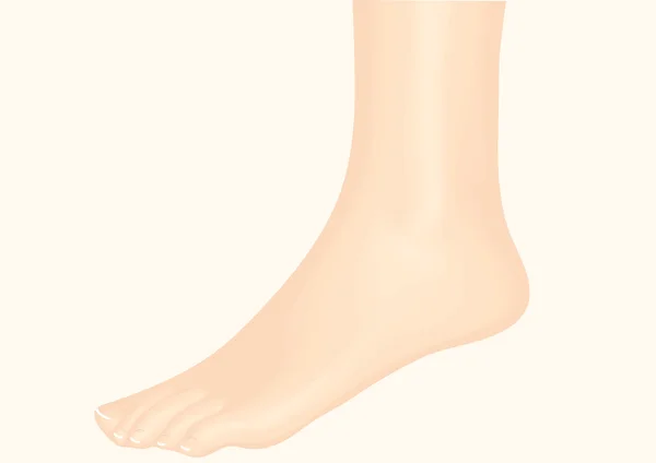 足首。女性の脚 — ストックベクタ