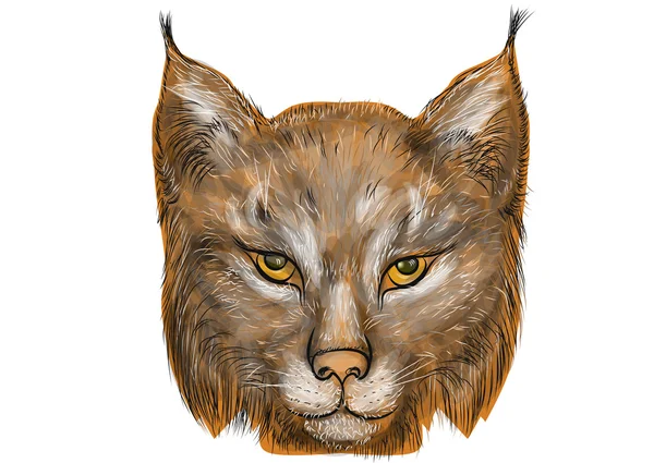 Lynx em branco — Vetor de Stock
