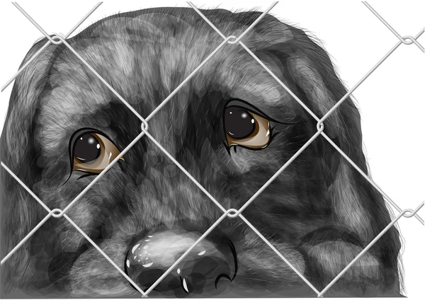 Adopter un animal. chiens sans abri — Image vectorielle