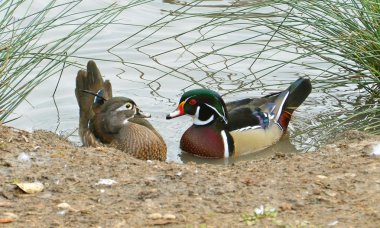 ahşap ördekleri Kur