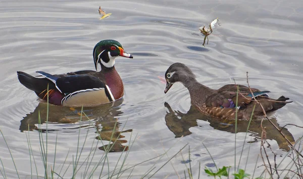 Wood ducks courtship — Stock Photo, Image