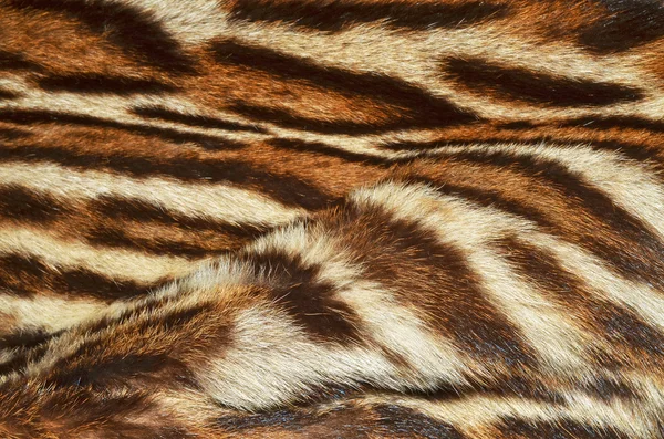 Tiger fur background — Stock Photo, Image