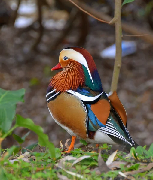 Mandarin ördeği portre — Stok fotoğraf