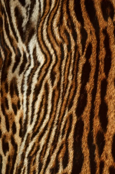 Hintergrund: Tigerfell Stockbild