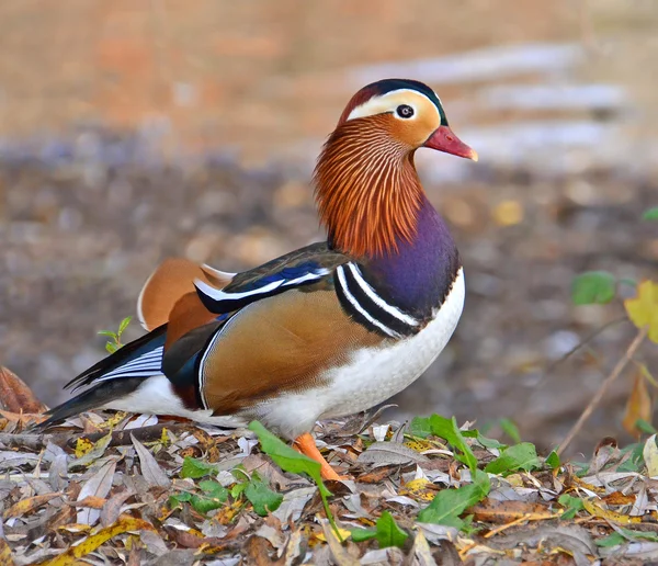 Mandarin duck portrait Stock Photo