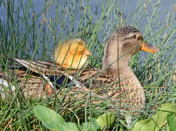 Pato-mãe e patinho — Fotografia de Stock