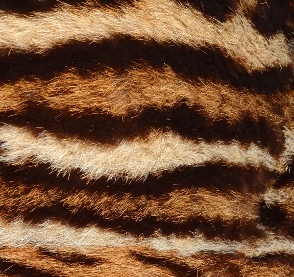 Тигриный мех — стоковое фото