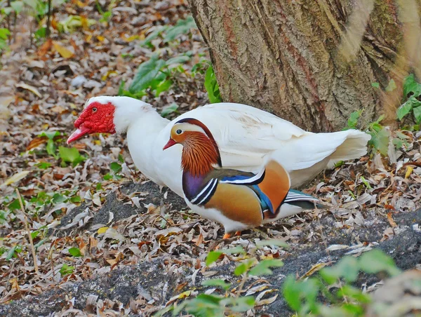 Muscovy duck and mandarin duck — Stock Photo, Image