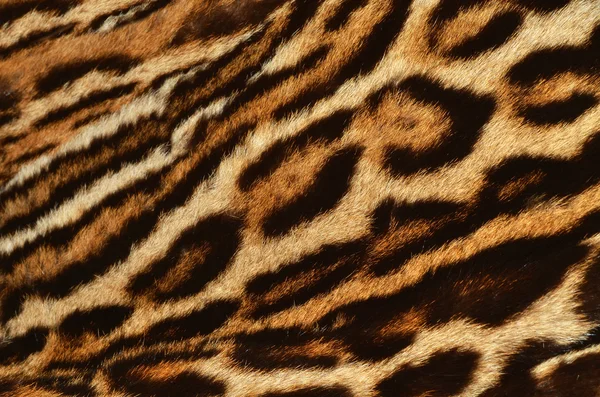 Tiger fur background — Stock Photo, Image