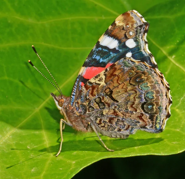 Papillon sur feuille — Photo