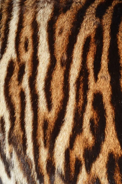 Hintergrund: Tigerfell Stockbild