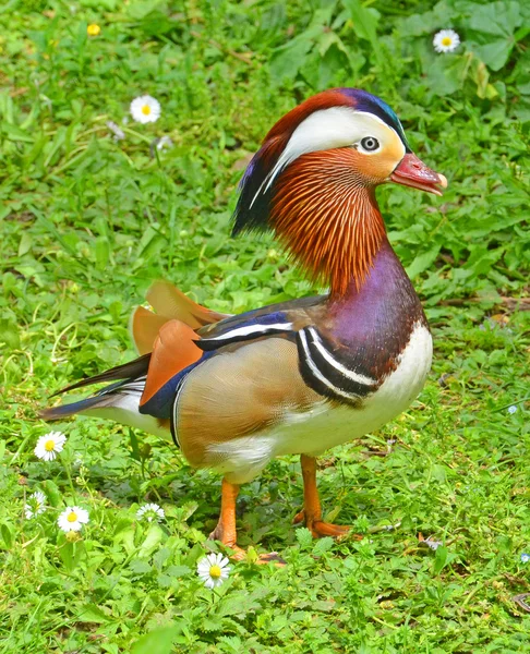 Porträtt av mandarine anka — Stockfoto