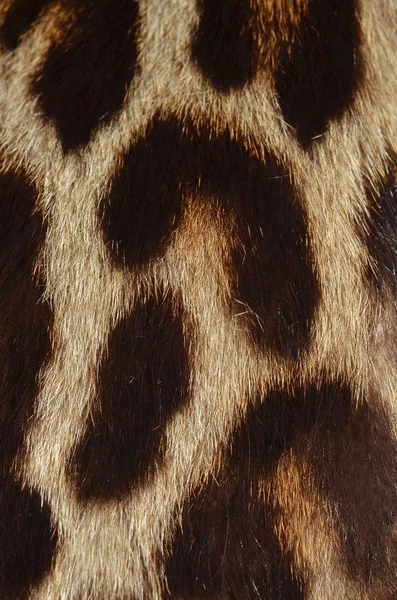 Tessitura di pelliccia di leopardo — Foto Stock