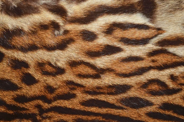 Leopard fur texture — Stock Photo, Image