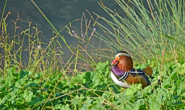 Mandarin duck in th marsh — Stock Photo, Image