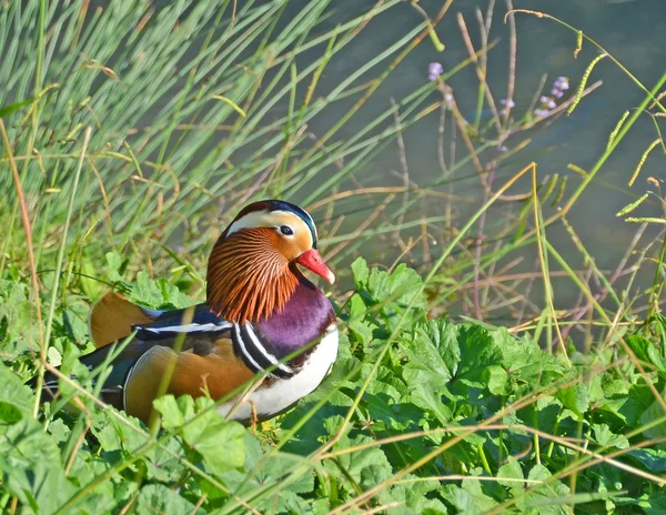 Kachnička mandarinská v th marsh — Stock fotografie