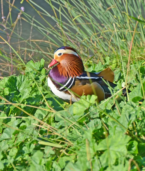 Canard mandarin dans le marais th — Photo