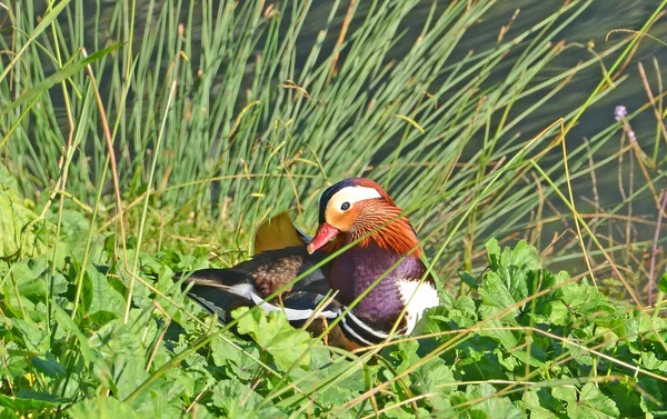 Mandarin ördeği th bataklık — Stok fotoğraf