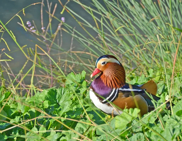 Mandarin duck in th marsh Stock Picture