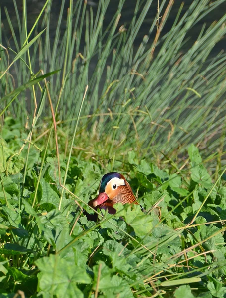 Mandarinand i th marsh — Stockfoto