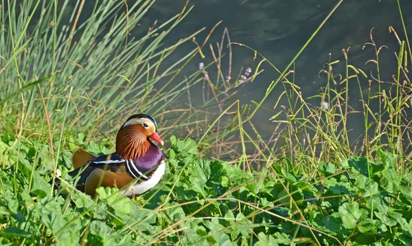 Mandarin duck in th marsh — Stock Photo, Image