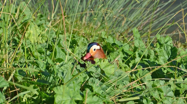 Mandarinand i th marsh — Stockfoto