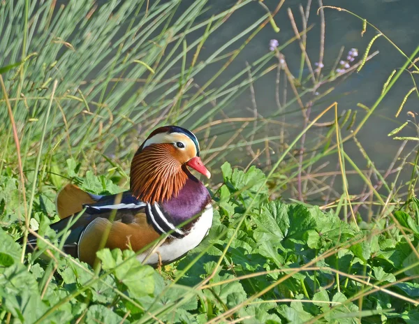 Mandarin duck in th marsh Stock Picture