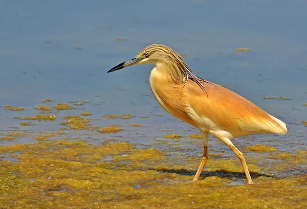 Heron v močálech — Stock fotografie