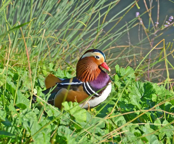 Male of mandarin duck Royalty Free Stock Photos